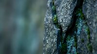 Tree bark texture with green moss and lichen growth in natural forest environment. Organic surface detail for nature backgrounds and botanical designs.