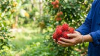 Farmer in blue shirt holding fresh rambutan fruit in hands at orchard garden, harvesting tropical produce for agriculture and food industry use.