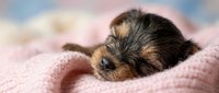 Newborn puppy with black and tan markings resting on soft pink knitted fabric, eyes closed in peaceful sleep, suitable for pet care, animal wellness, and nurturing content.