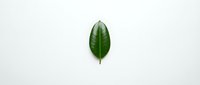 Single green leaf with visible veins isolated on white background, ready for design projects, botanical illustrations, and eco-friendly branding applications.