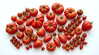 Assorted fresh red tomatoes of various sizes and varieties arranged on white background, including heirloom, cherry, and vine tomatoes for cooking and culinary use.