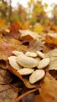 Fresh pumpkin seeds with water droplets scattered on autumn leaves in natural forest setting for seasonal cooking and healthy snacking concepts.