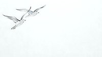 Elegant white cranes flying in formation against soft gray sky, minimalist wildlife scene with graceful birds in natural flight pattern for peaceful design.