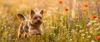 Small Yorkshire Terrier dog running through colorful wildflower meadow with poppies and lavender in warm golden sunlight for pet and nature content.