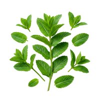 Isolated fresh mint leaves with central stem arranged on white background, ready for culinary, beverage, wellness, and design applications.
