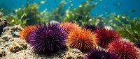 Colorful sea urchins on coral reef with marine algae in tropical underwater ecosystem. Spiny echinoderms display vibrant purple, orange, red hues in ocean habitat.