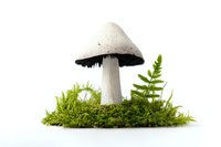 White mushroom with dark gills growing on moss with fern leaves, isolated on white background for nature photography, botanical illustration, or food concept.