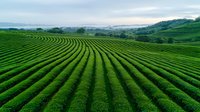 Rows of vibrant green tea plantations stretch across rolling hills under misty morning sky, creating geometric patterns in agricultural landscape. Organic farming concept.
