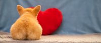 Orange corgi puppy sitting with red heart cushion on wooden surface against blue fabric background for Valentine's Day romance concept.