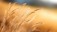 Golden wheat stalks swaying in gentle breeze against soft blurred background, warm sunset lighting creates dreamy pastoral atmosphere for agriculture themes.