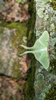 Large green moth with distinctive tail wings resting on lichen-covered tree bark in natural forest environment for wildlife and nature photography.
