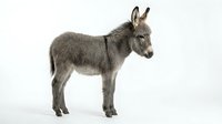 Young gray donkey foal standing in profile on white background, isolated farm animal ready for design projects and educational materials.