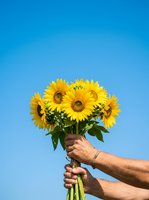 Sunflower bouquet held by person against clear blue sky, perfect for greeting cards, floral arrangements, summer themes, and gift concepts.