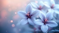 Delicate white flowers with pink stamens on blurred blue background with bokeh lights create dreamy romantic mood for wedding and spring designs.