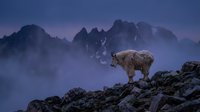 Mountain goat standing on rocky terrain with misty peaks in background, wildlife in natural alpine habitat.
