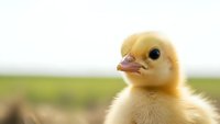 Adorable yellow duckling with fluffy feathers standing outdoors in natural sunlight with soft green background for spring and farm concepts.