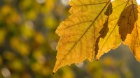 Golden autumn leaves with detailed texture and serrated edges against soft blurred background, perfect for seasonal designs and fall decorations.