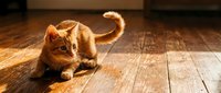Adorable orange tabby kitten playing on wooden floor in warm sunlight, perfect for pet care advertising and home decor projects.