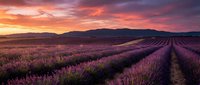 Lavender field rows stretching toward mountains under dramatic sunset sky with pink and orange clouds creating romantic agricultural landscape.