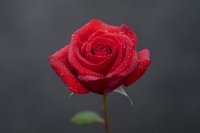 Fresh red rose with water droplets on dark background, symbol of love and romance for Valentine's Day, wedding, and greeting cards.