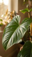Tropical houseplant with large variegated leaves in warm sunlight creating peaceful indoor garden atmosphere for home decor and plant care content.