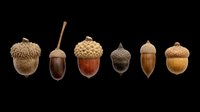 Acorn collection isolated on transparent background, ready for clipart, t-shirt design, stickers, print-on-demand products, and sublimation projects.