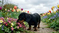 Adorable black and tan Rottweiler puppy walking through colorful spring flower garden with tulips and daisies blooming along pathway under cloudy sky.