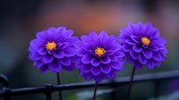 Vibrant purple dahlia flowers in full bloom against blurred dark background, showcasing delicate petals and yellow centers. Perfect for garden and floral designs.