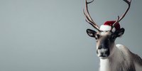 Festive reindeer with large antlers wearing Santa hat against light blue background, perfect for holiday season designs.