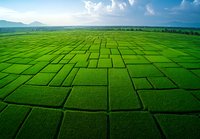 Aerial view of vibrant green rice paddies forming geometric patterns with mountains and blue sky in background. Perfect for agriculture themes.