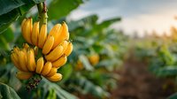 Ripe yellow bananas hanging on tree branch in tropical plantation during golden hour sunrise with lush green foliage background for healthy eating concepts.