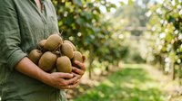 Farmer holding freshly harvested potatoes in hands at vegetable garden or farm field during harvest season for agriculture and food production.