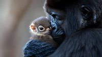 Tender moment between adult gorilla and baby showing parental care and protection in wildlife. Close-up portrait captures emotional bonding between mother and infant primate.