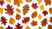 Autumn leaves collection isolated on white background featuring maple, oak and birch foliage in vibrant orange, red, yellow and brown colors for seasonal designs.
