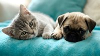 Tabby kitten and fawn pug puppy lying together on turquoise blanket, showing friendship and companionship between cat and dog pets.