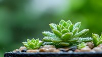 Fresh succulent plants with water drops on green leaves against blurred natural background, decorative garden arrangement with small stones.