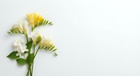 Fresh white and yellow freesia flowers with green leaves arranged on clean white background with copy space for spring wedding invitations and greeting cards.