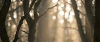 Sunlight filtering through bare tree branches creating warm golden bokeh effect with soft focus background for nature photography and seasonal designs.