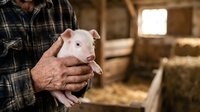 Farmer holding young piglet in barn, agricultural livestock care and animal husbandry practice.