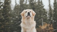 Majestic Golden Retriever dog sitting outdoors in winter forest setting with snow falling, displaying proud and noble pose against evergreen trees background.