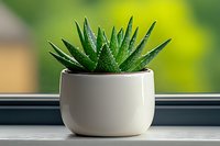 Small aloe vera succulent plant in white ceramic pot on windowsill with natural green bokeh background for home decor and indoor gardening concepts.
