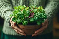 Fresh mint herbs in wooden bowl held by hands in cozy sweater for cooking, tea brewing, aromatherapy and natural wellness applications.