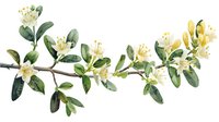 Delicate watercolor branch of blooming citrus flowers with white petals, yellow stamens and dark green leaves on white background, botanical illustration.