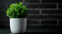 Fresh green plant in modern white ceramic pot on dark surface with brick wall background for home decor and interior design projects.