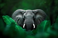 African elephant head emerging from lush green tropical foliage, dramatic close-up portrait with focus on tusks and textured skin against dark jungle background.