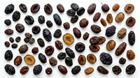 Dried raisins and currants scattered on white background, isolated ingredients for food styling, baking, cooking, and nutritional content projects.
