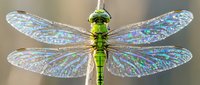 Green dragonfly with iridescent wings spread wide showing detailed wing patterns and veins against soft blurred natural background for nature designs.