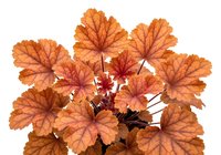 Geranium plant with orange and red autumn foliage, isolated on white background, suitable for botanical designs, gardening content, and seasonal decorative projects.