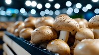 Fresh brown champignon mushrooms on dark background with bokeh lights, macro food photography showing texture and details. Suitable for cooking blogs.