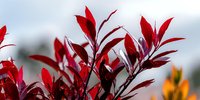 Vibrant red leaves of ornamental plant against blurred background, creating striking contrast for landscape design and garden photography.